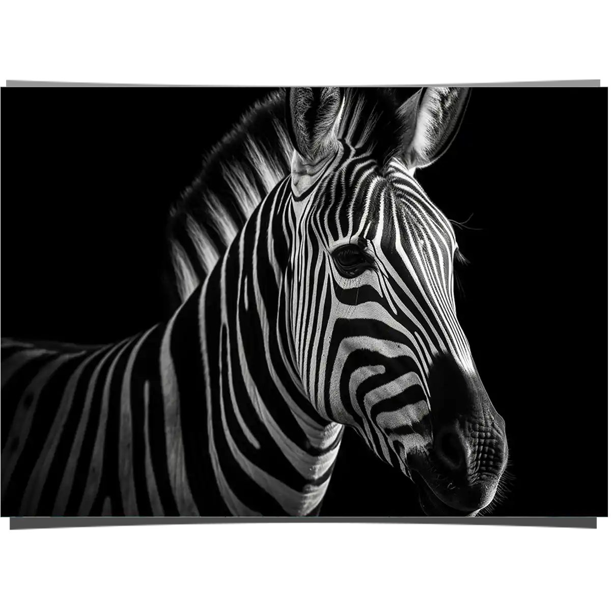 The Stripes of a Zebra