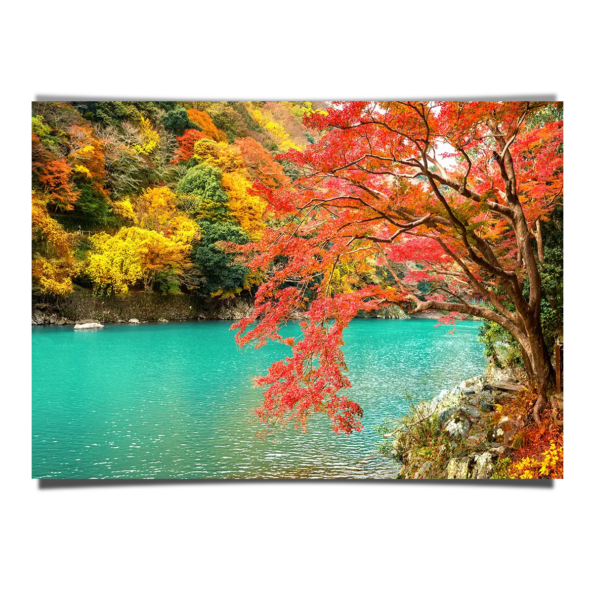 Autumn Leaves Along The River in Arashiyama, Kyoto Japan