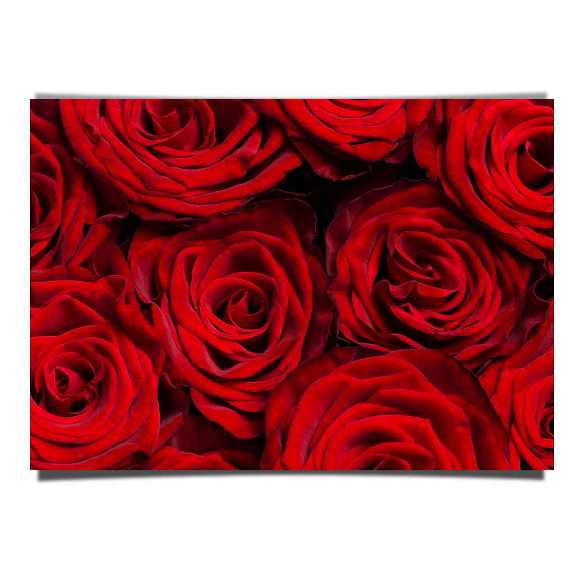 Beautiful Red Roses