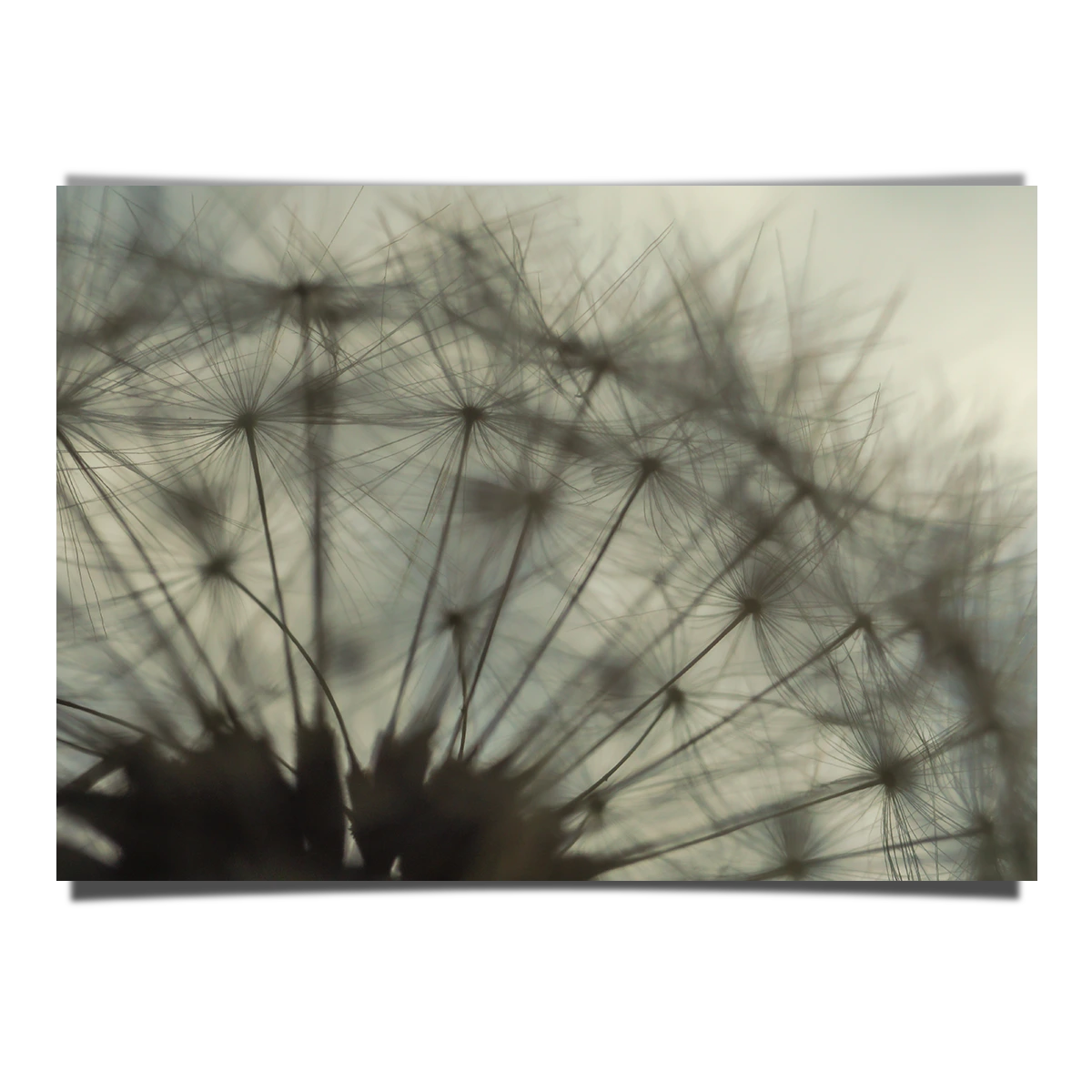 Close Up Shot Of Dandelion