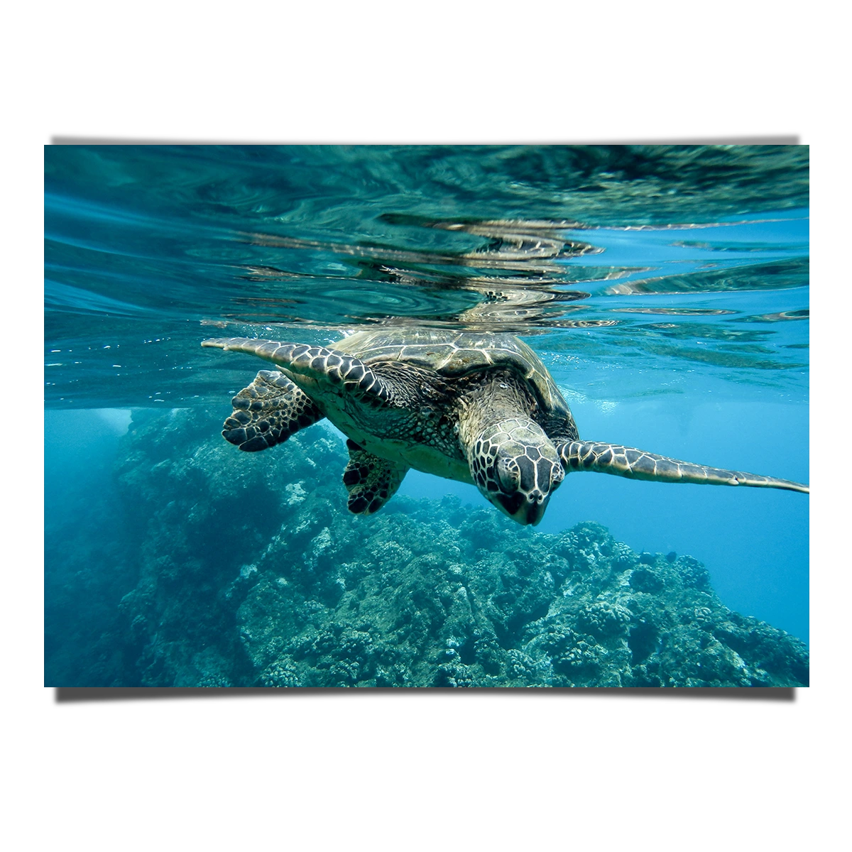 Close Up Shot Of Turtle Underwater