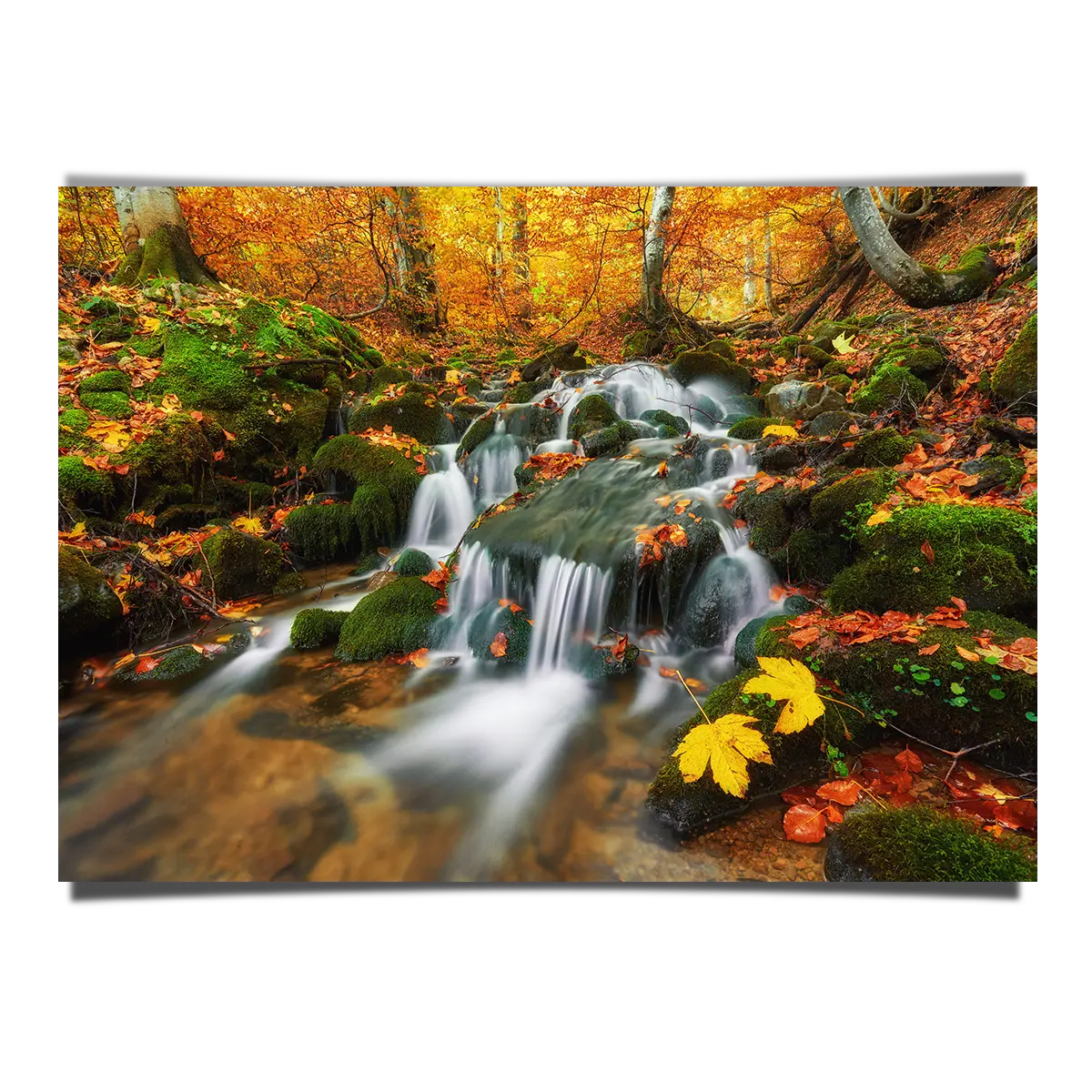 Creek Waterfall in a Forest Floor