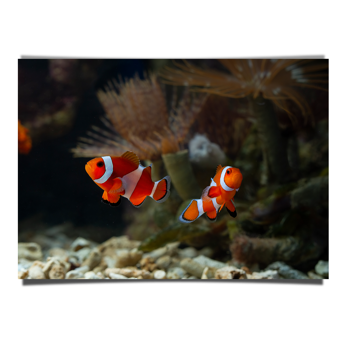 Cute Anemone Fish