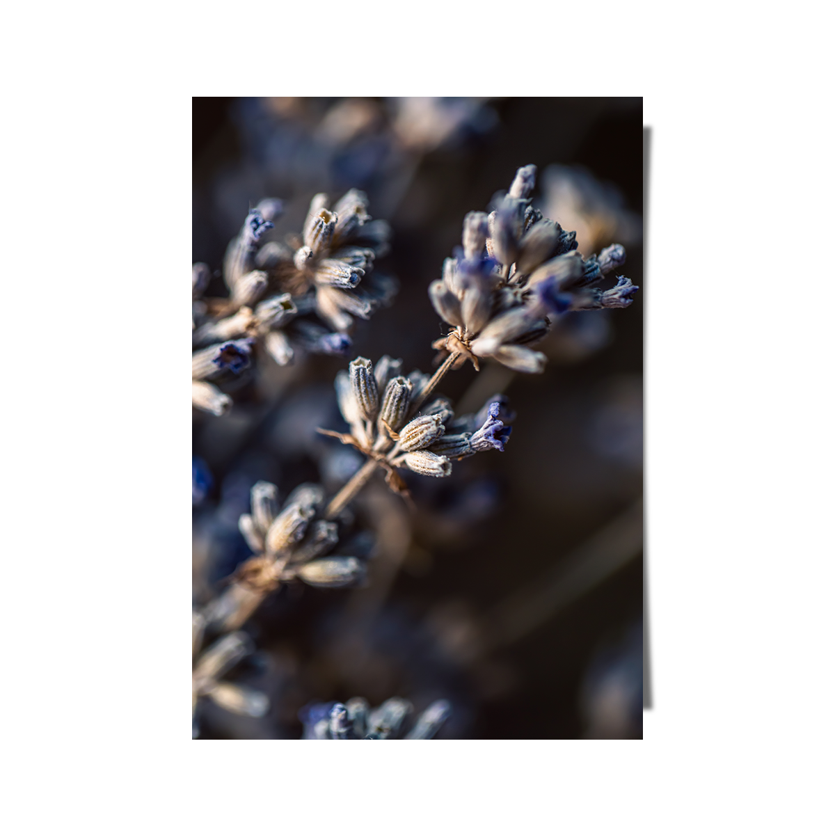 Dried Lavender