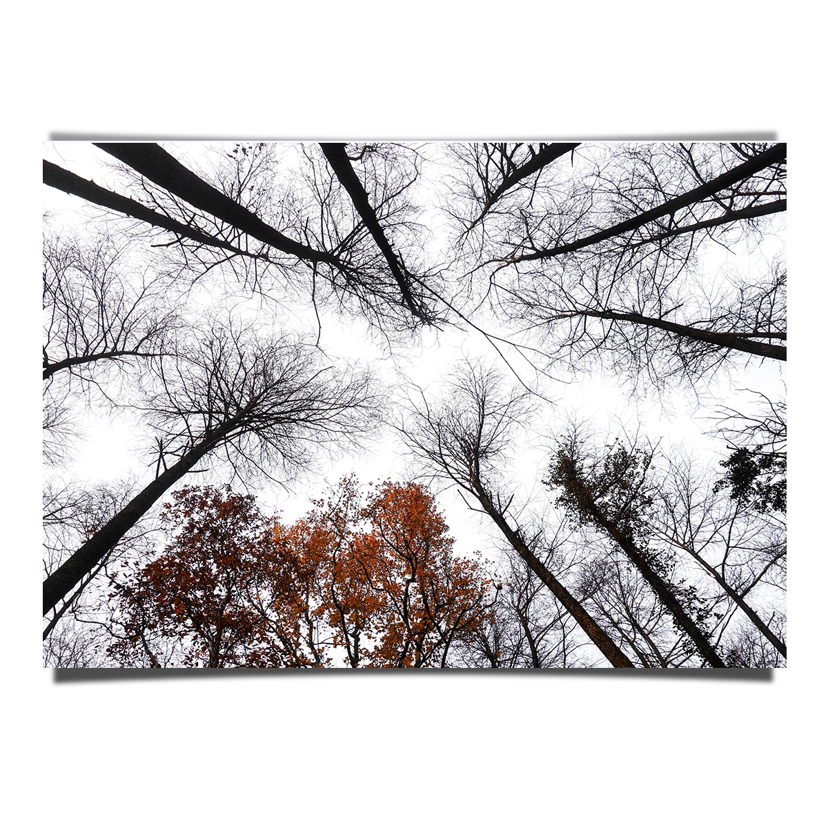 Dry Trees