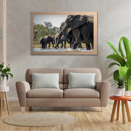 Elephants Drinking Water