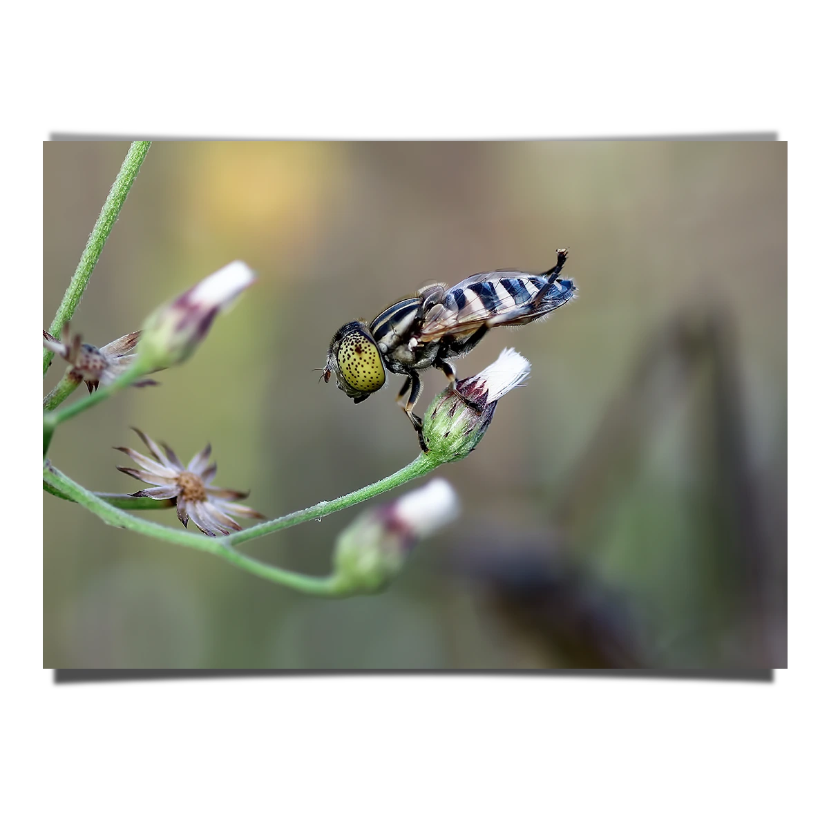 Eristallinus Hoverfly