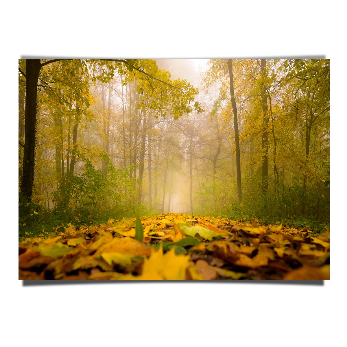 Foliage Carpet on Foggy Autumn Forest Floor