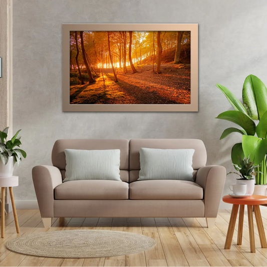 Forest Floor on Autumn Sun Rays