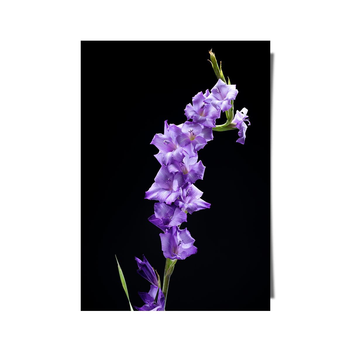 Gladiolus Flower