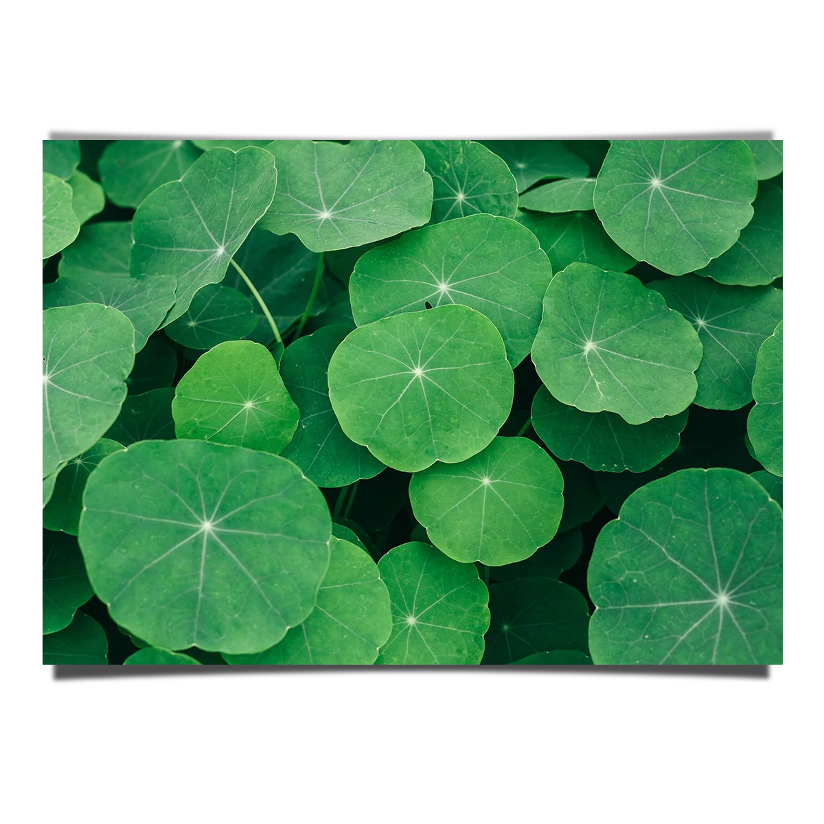 Indian Pennywort Leaves