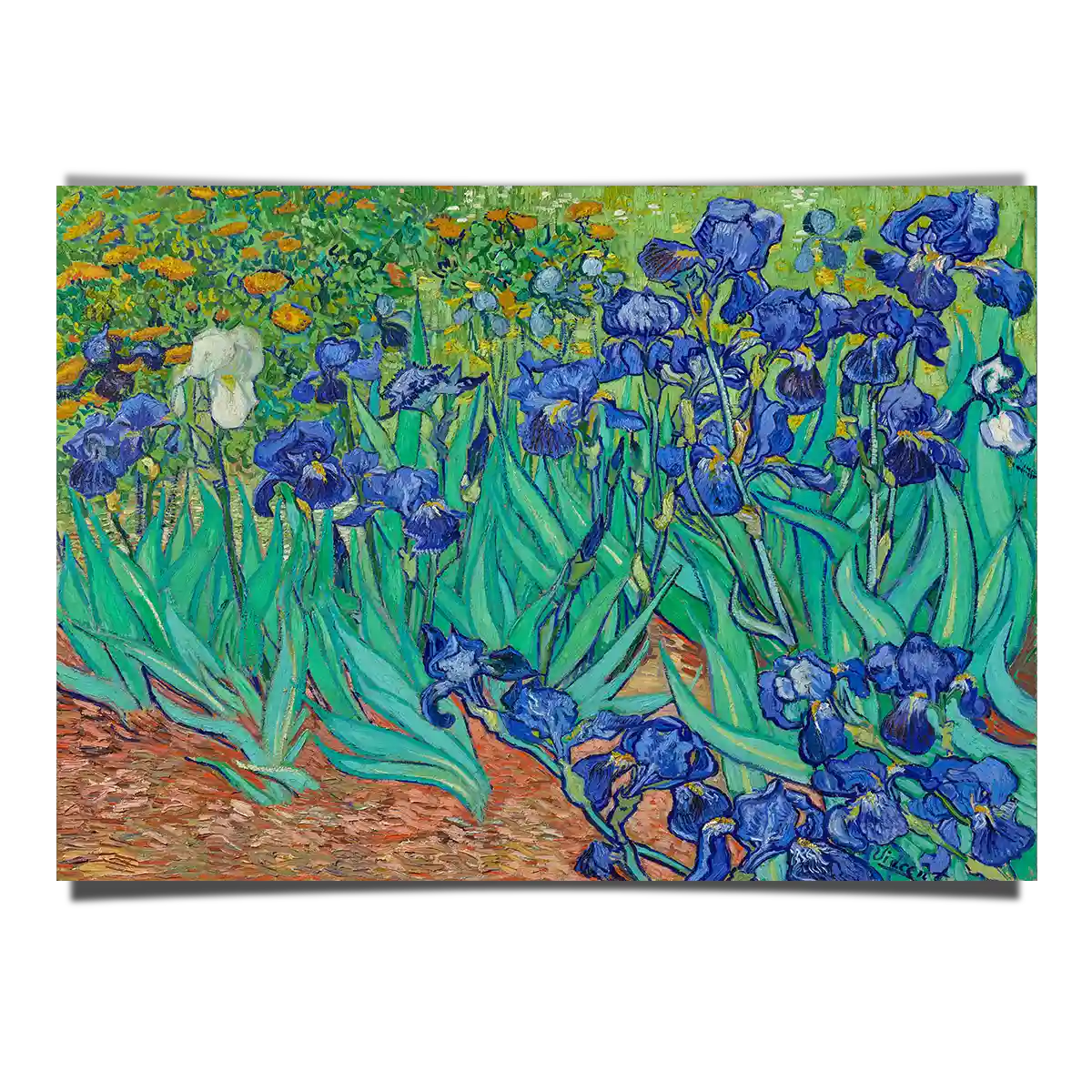 Irises by Vincent Van Gogh 1889