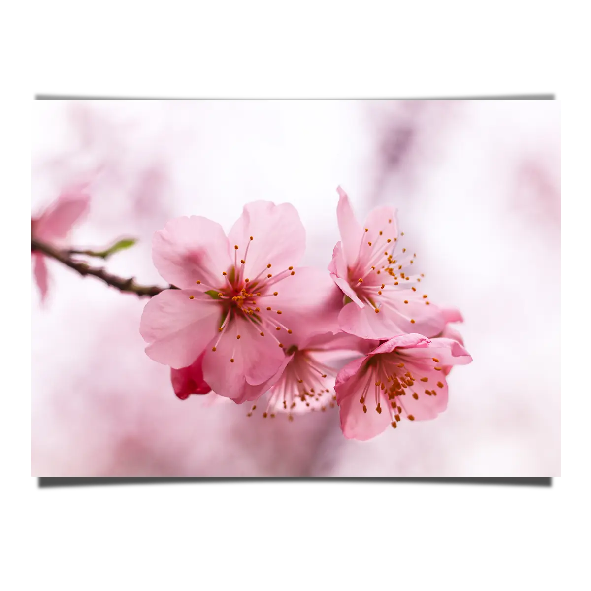 Macro Shot Of Cherry Blossoms