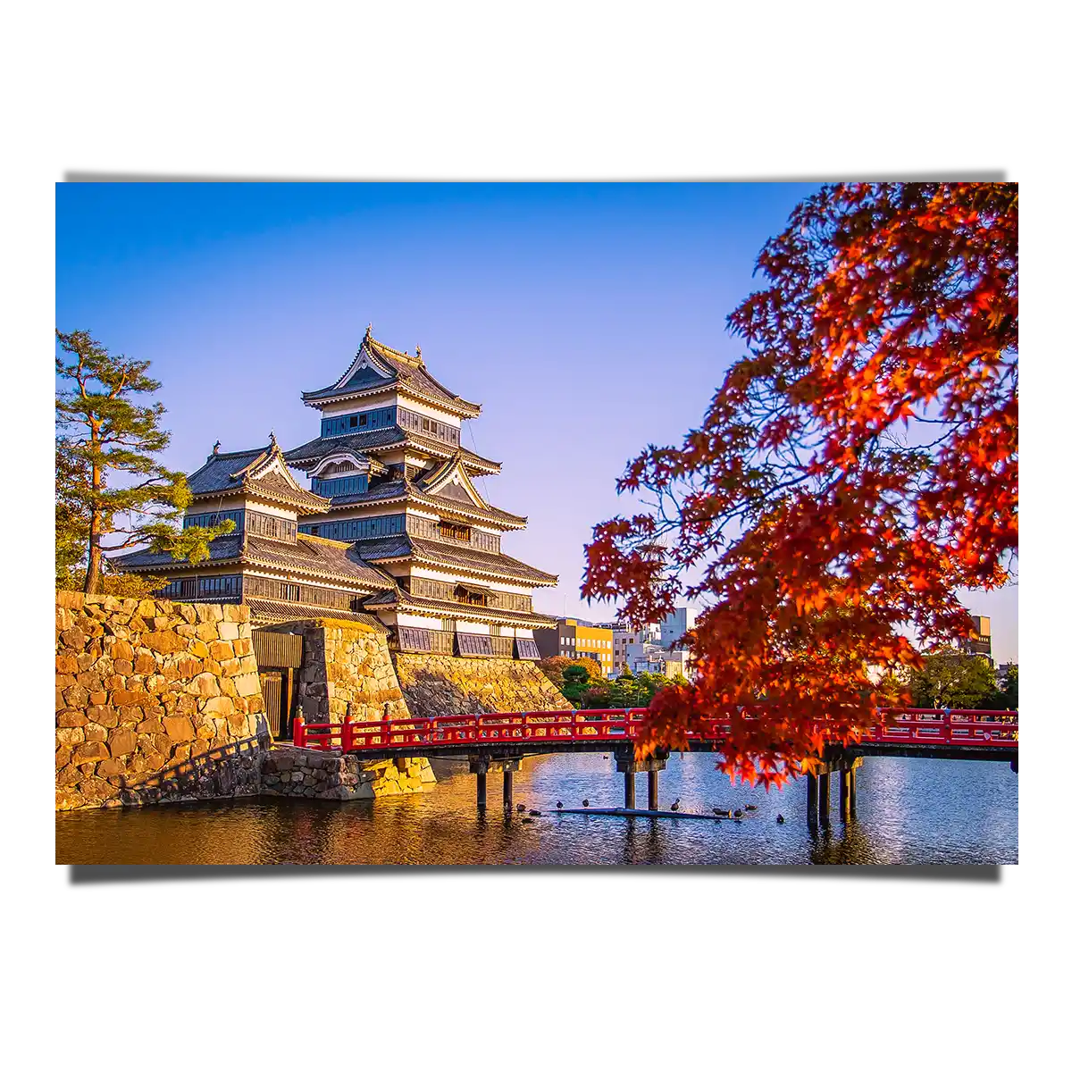 Matsumoto Castle with Maple Leaves at Autumn in Nagano Japan