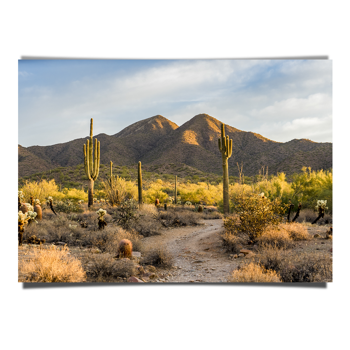 Morning Light Sonoran Desert