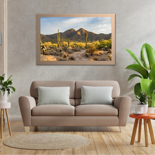 Morning Light Sonoran Desert