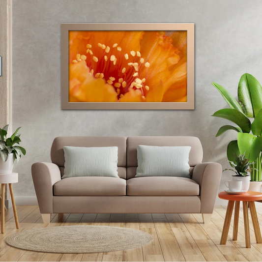 Orange Lobivia Close Up Shot