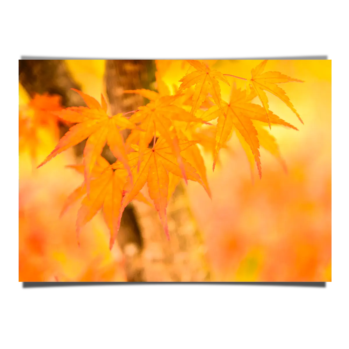 Orange Autumn Maple Leaves Macro Shot