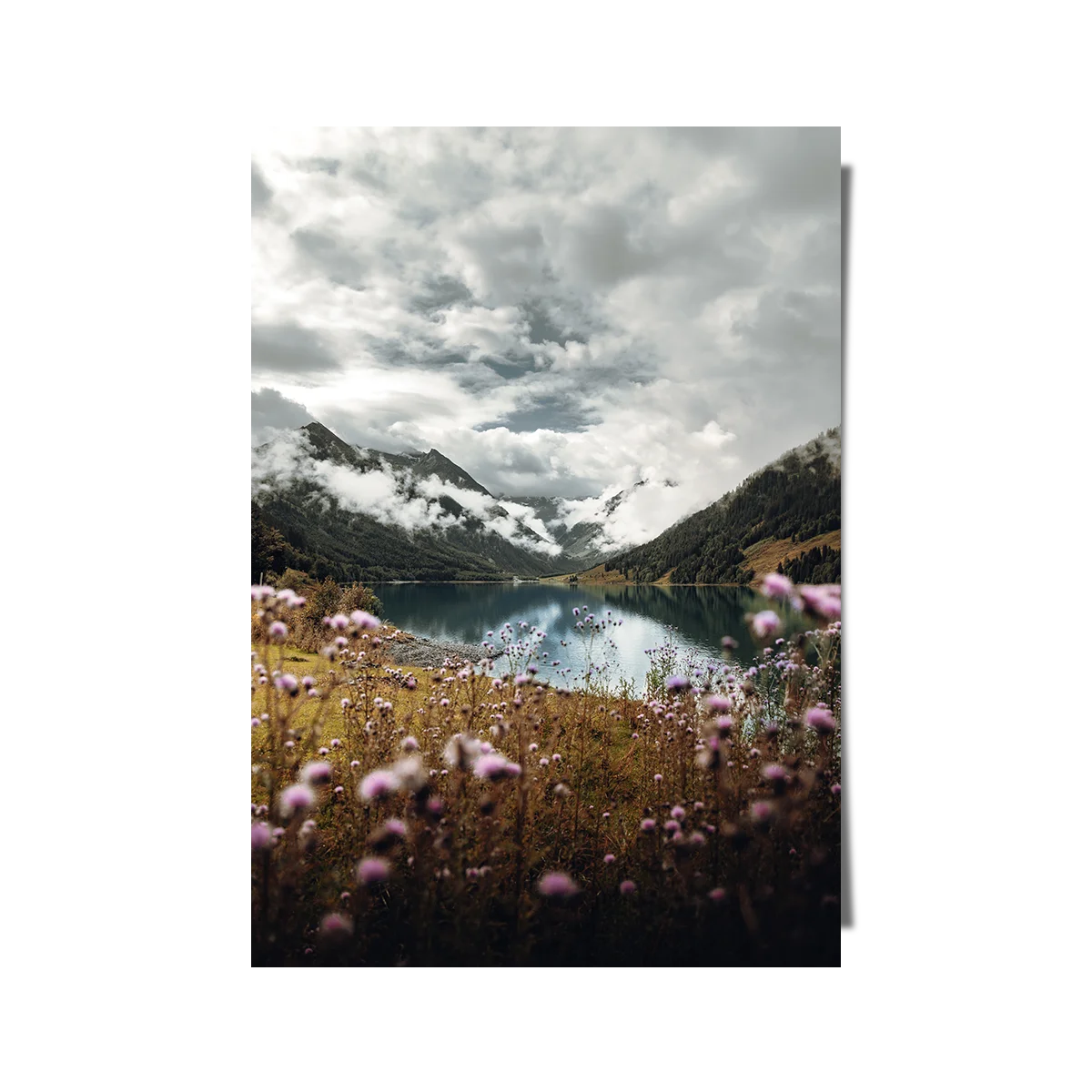 Pink Flower Near Mountain