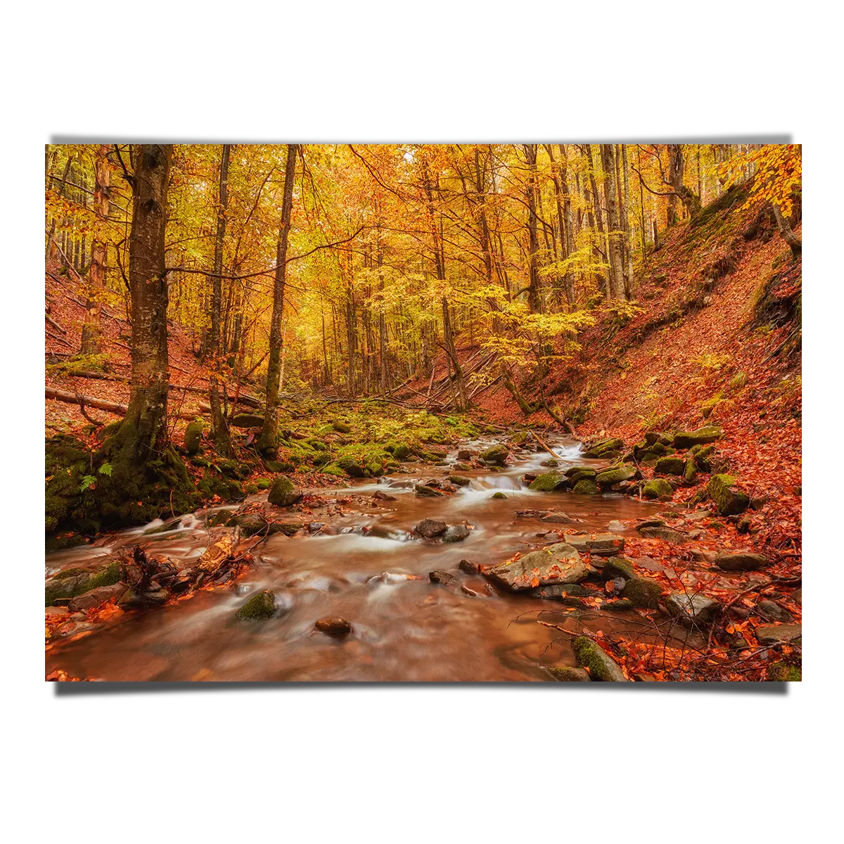 Rapid Mountain Creek in Autumn Forest Floor