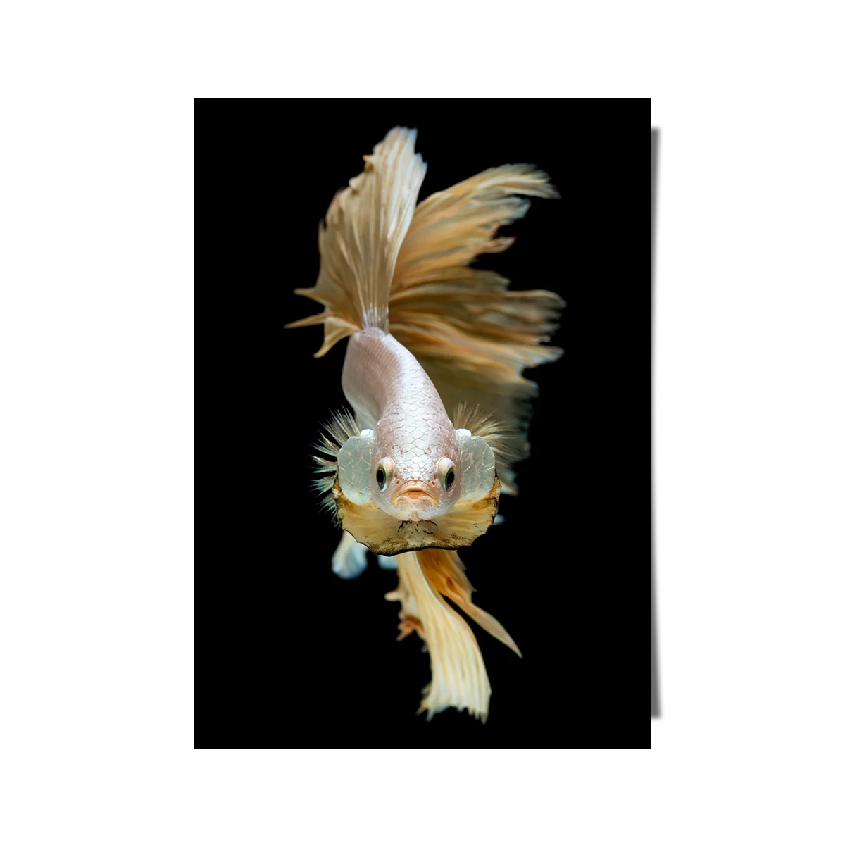 Silver And Gold Half Moon Betta Fish