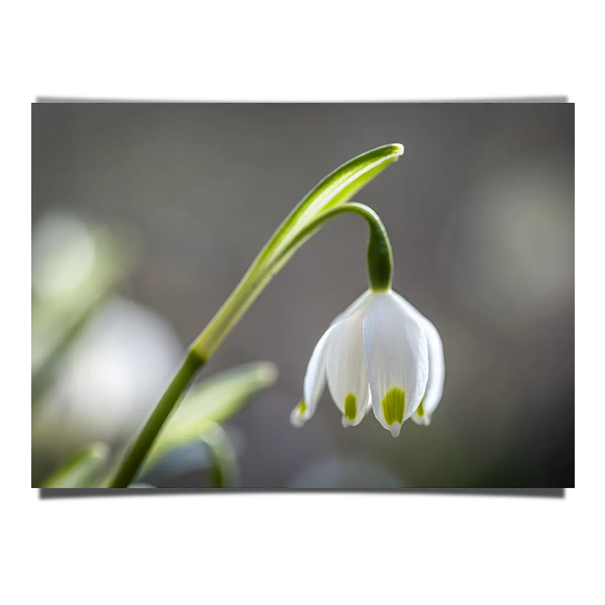 Snowdrop Macro Shot