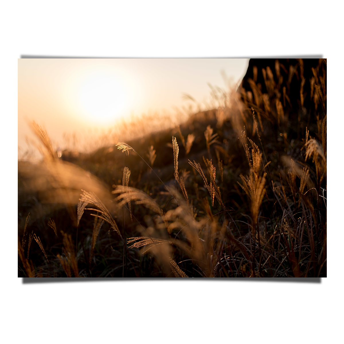 Sweet Grass Branches