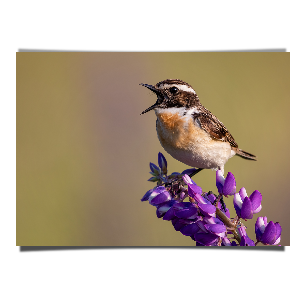 Whinchat Close Up Shot