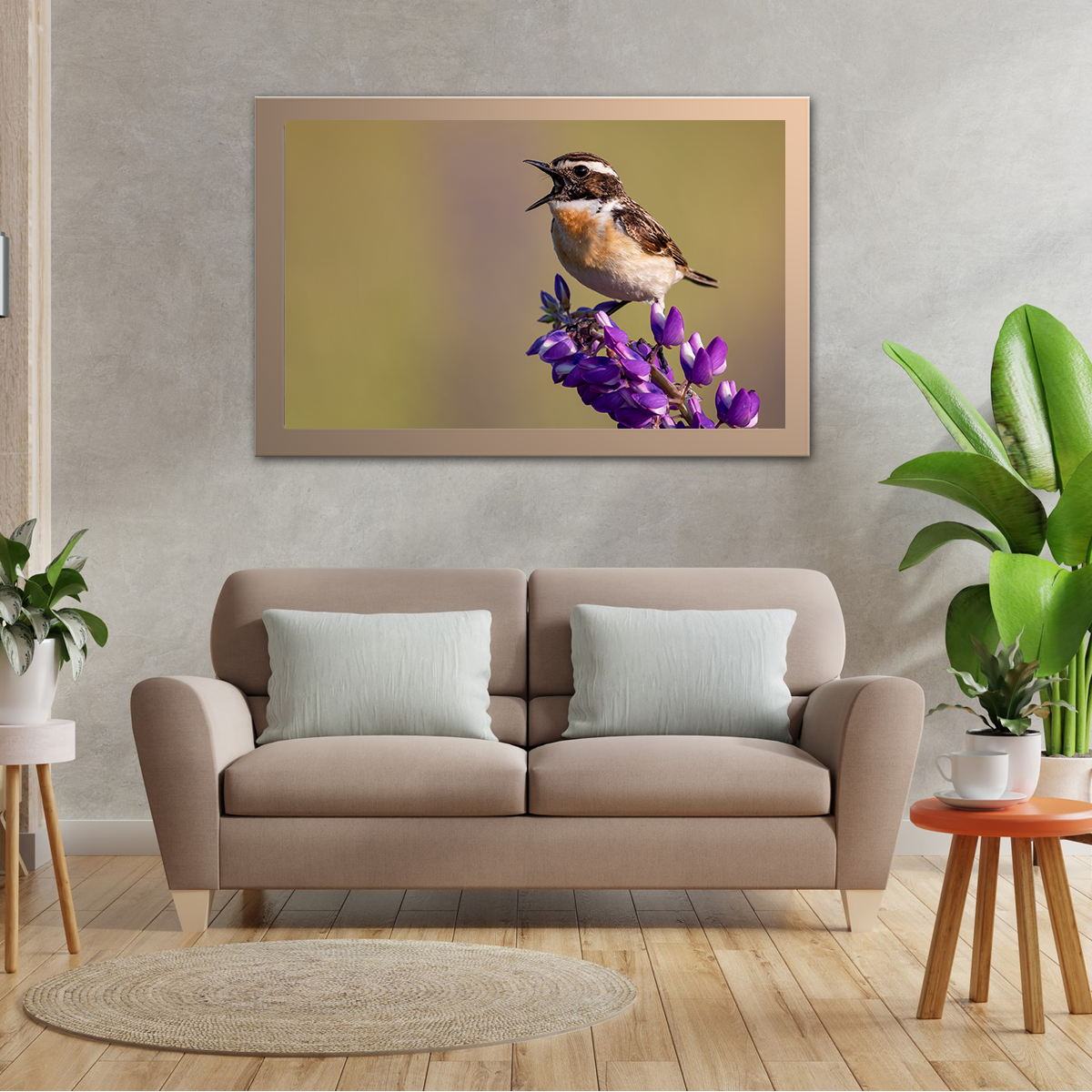 Whinchat Close Up Shot