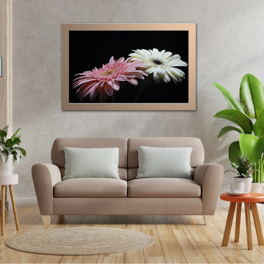 White And Pink Gerbera Flower