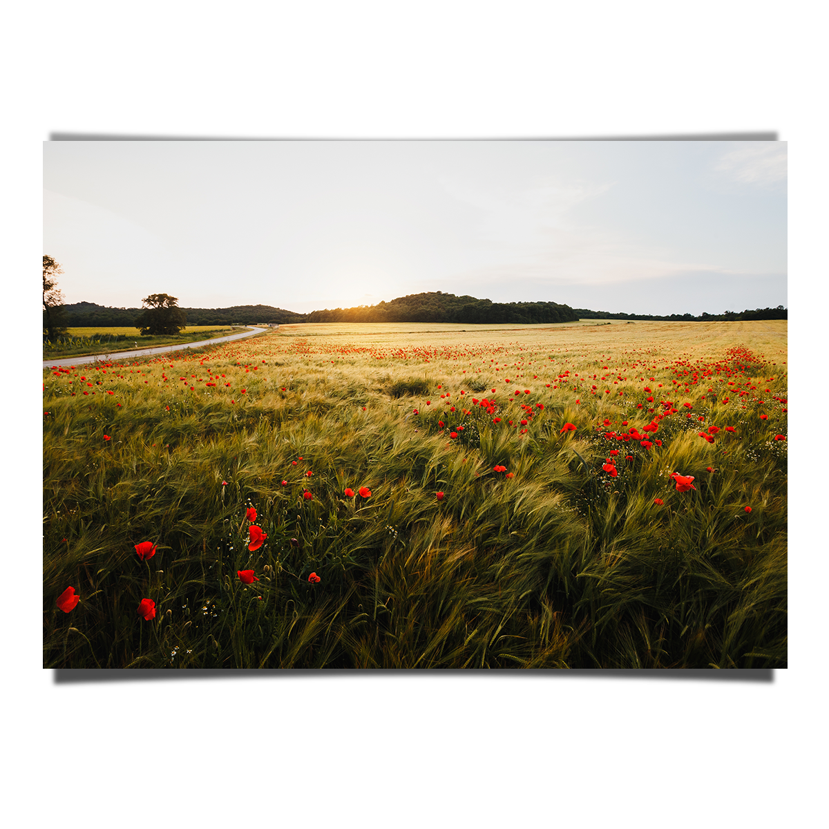 Wide Poppy Field