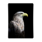 White Tailed Eagle