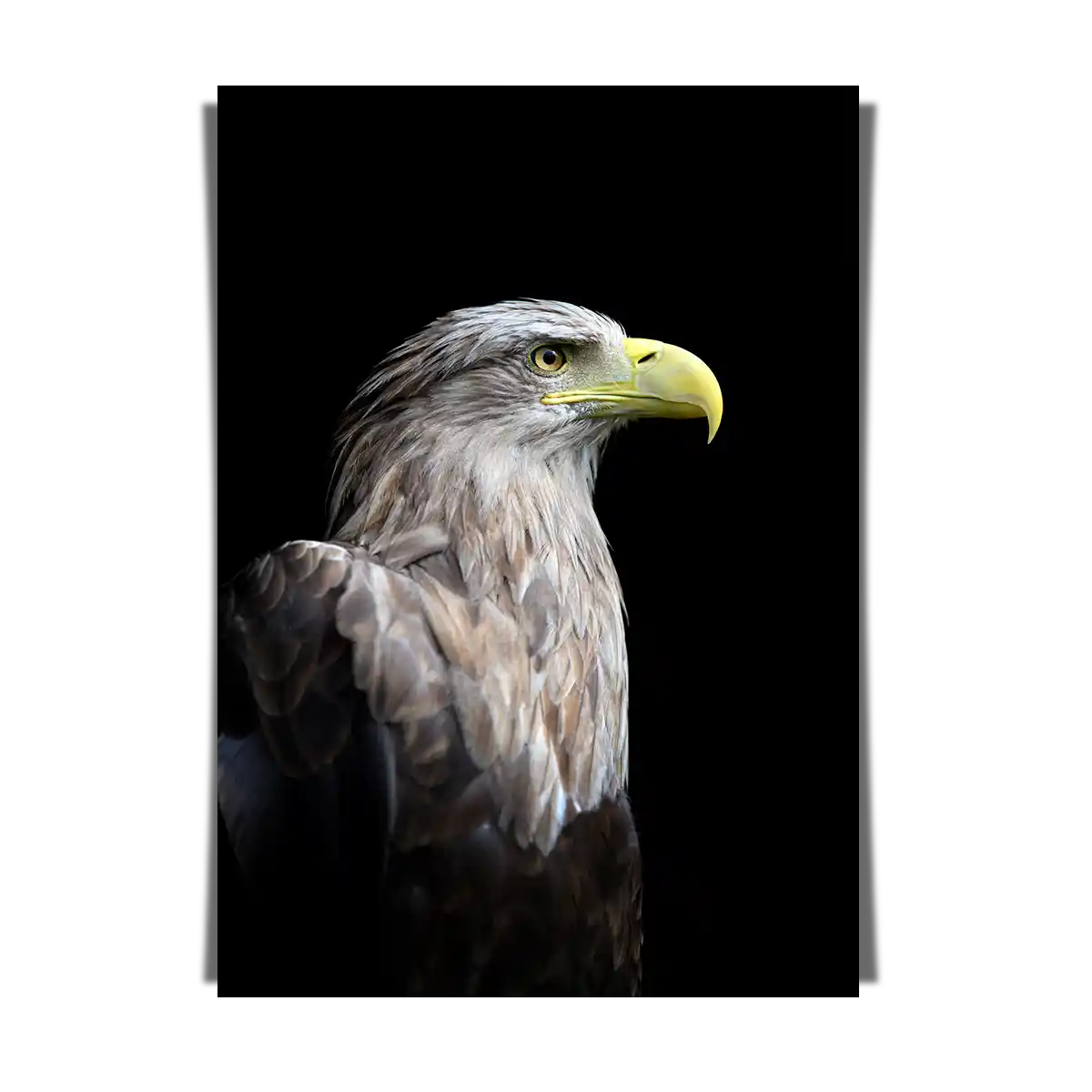 White Tailed Eagle