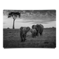 Elephant Family Grazing on Sunset in Kenya Africa BW