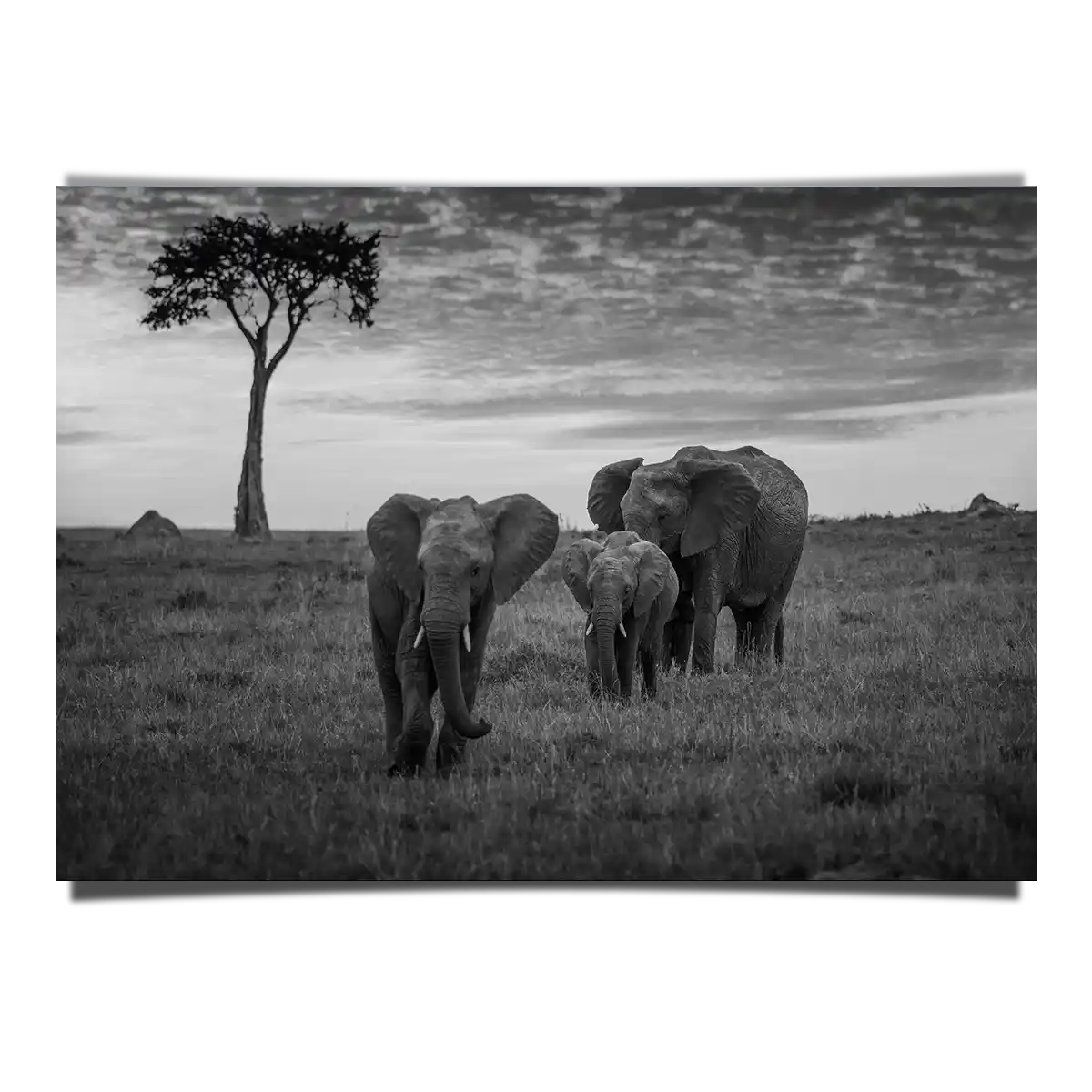 Elephant Family Grazing on Sunset in Kenya Africa BW