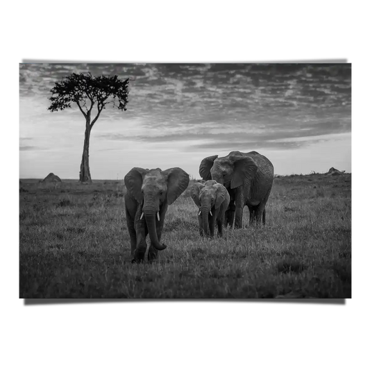 Elephant Family Grazing on Sunset in Kenya Africa BW