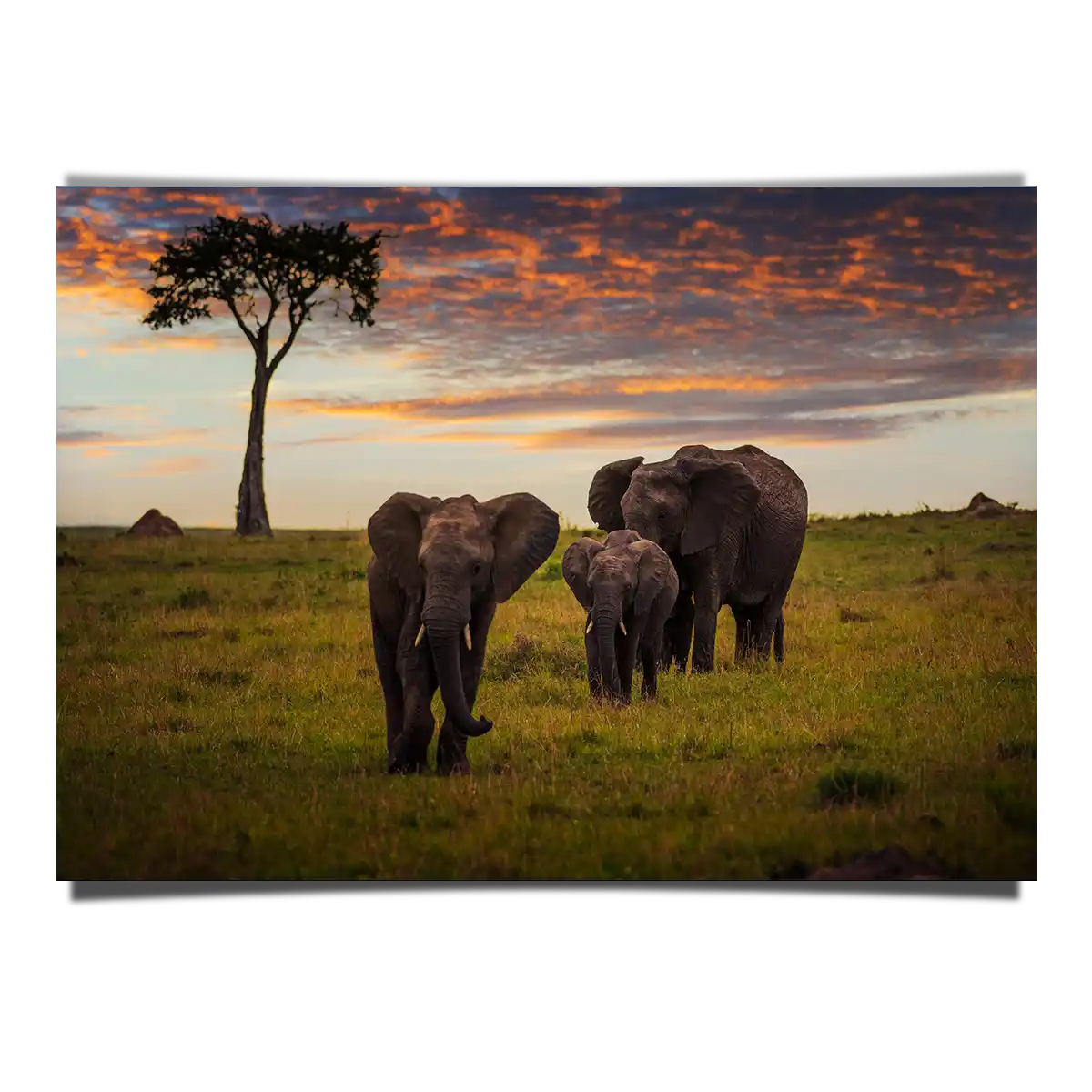 Elephant Family Grazing on Sunset in Kenya Africa
