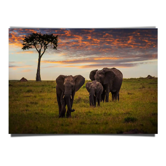 Elephant Family Grazing on Sunset in Kenya Africa