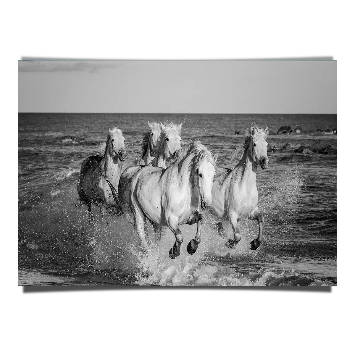 Herd of White Camargue Horses Running Along Water in Black and White