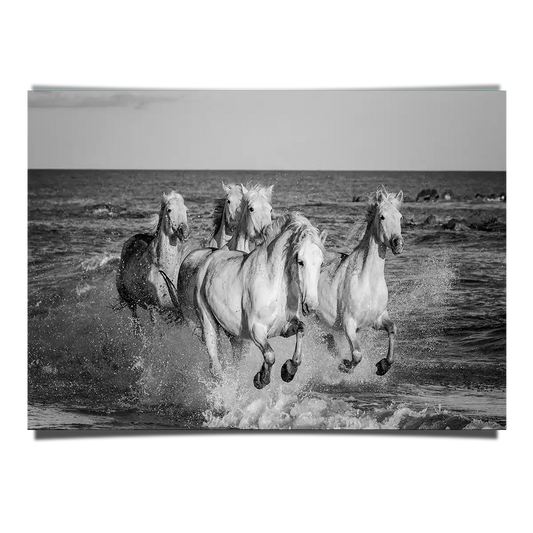 Herd of White Camargue Horses Running Along Water in Black and White