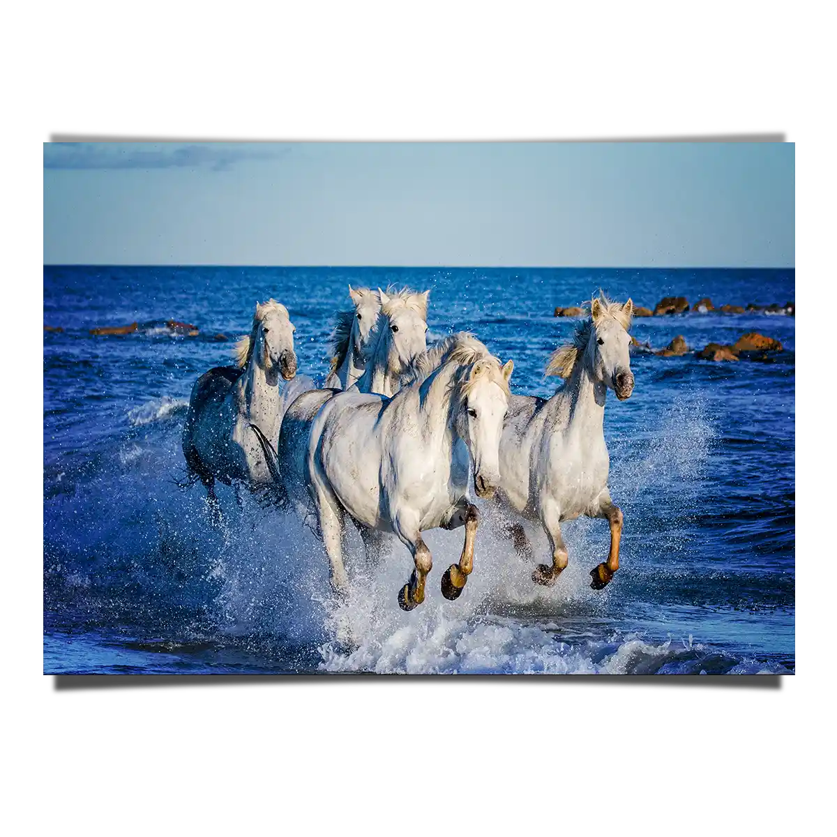 Herd of White Camargue Horses Running Along Water