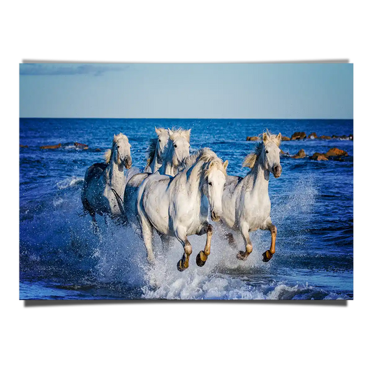 Herd of White Camargue Horses Running Along Water