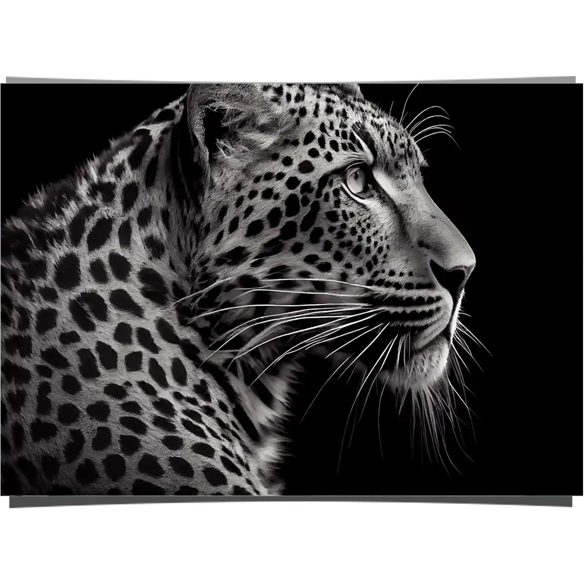 Spotted Cheetah