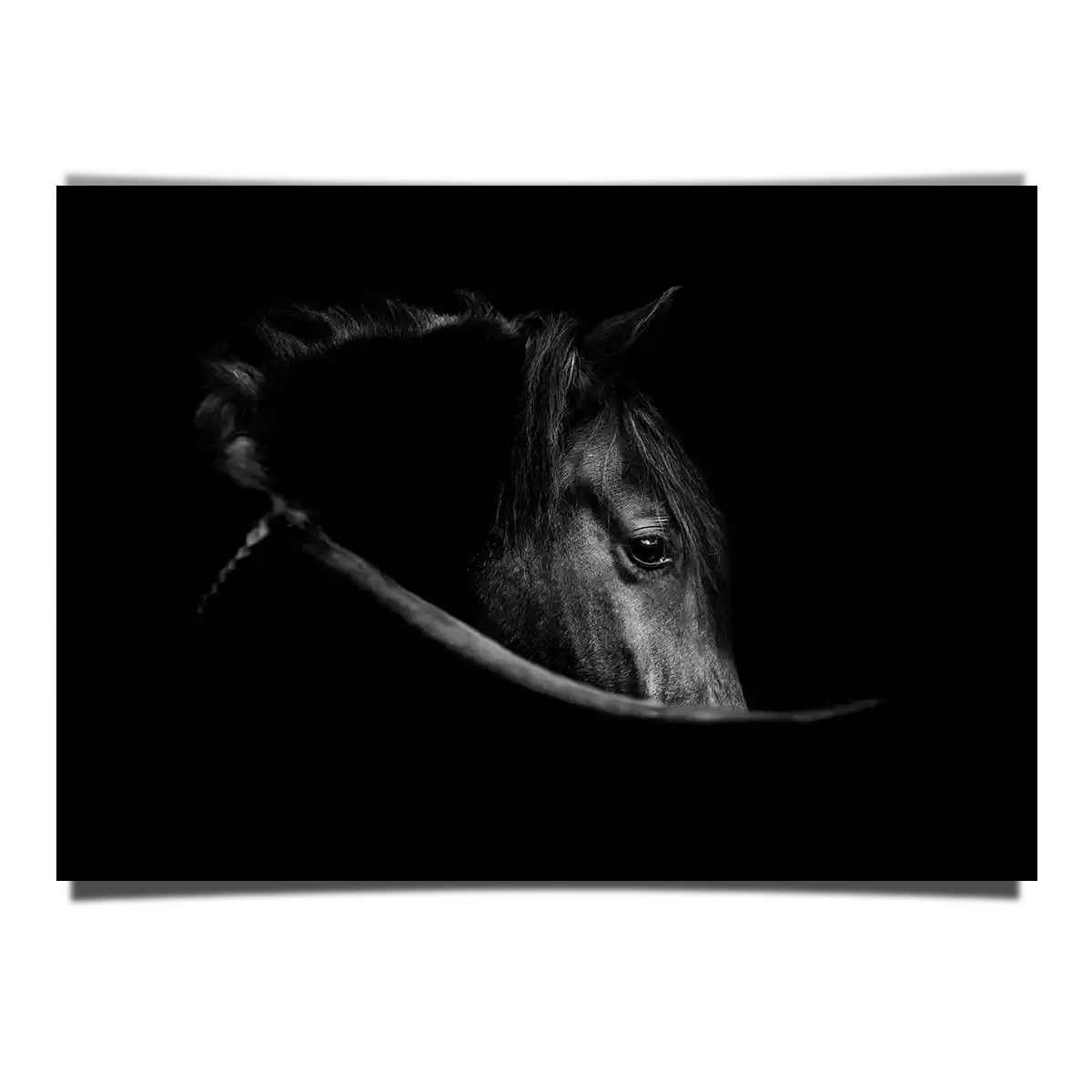 The Dark Horse