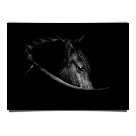 The Dark Horse