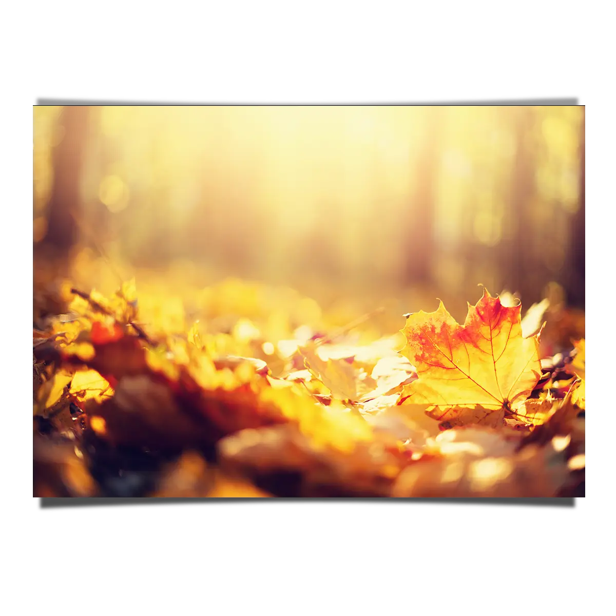 Autumn Leaves on a Forest Floor Macro Shot