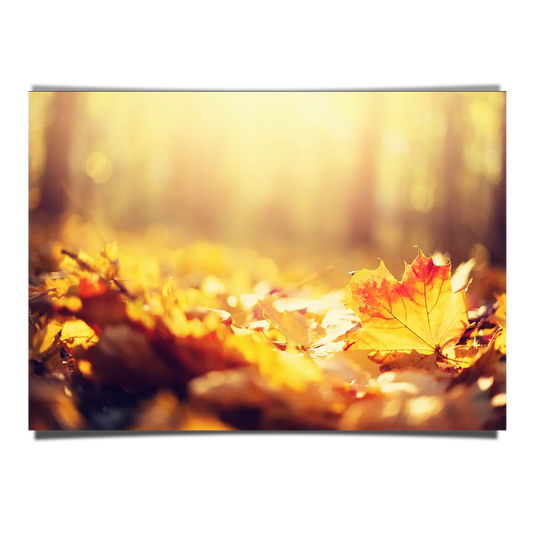 Autumn Leaves on a Forest Floor Macro Shot