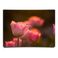 Beautiful Pink Tulip