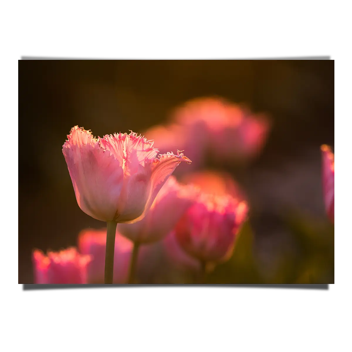 Beautiful Pink Tulip