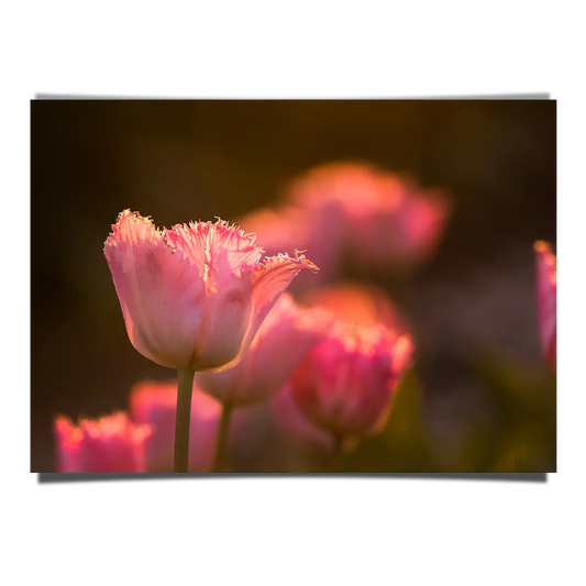 Beautiful Pink Tulip